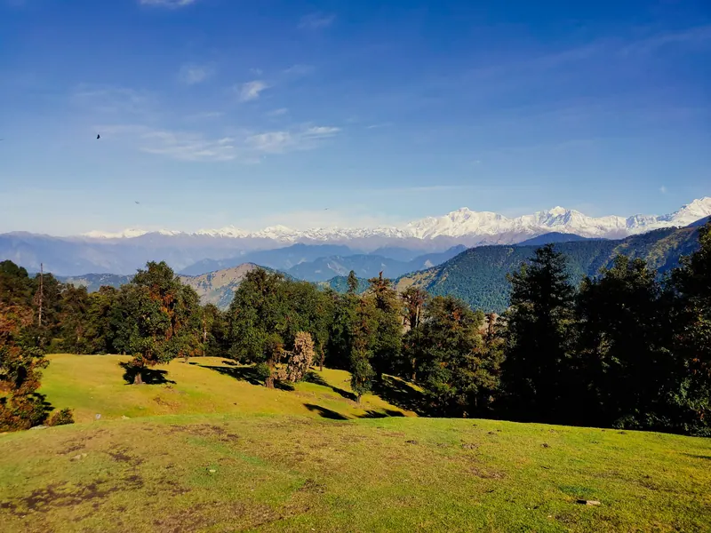 Sunlit Chopta meadow edged by forest with distant snow peaks